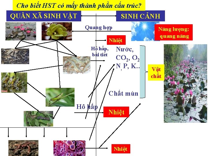 Cho biết HST có mấy thành phần cấu trúc? QUẦN XÃ SINH VẬT SINH