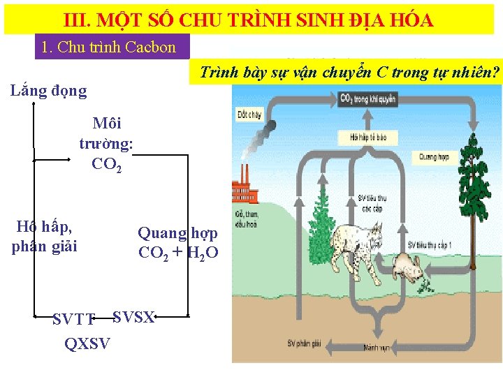 III. MỘT SỐ CHU TRÌNH SINH ĐỊA HÓA 1. Chu trình Cacbon Trình bày