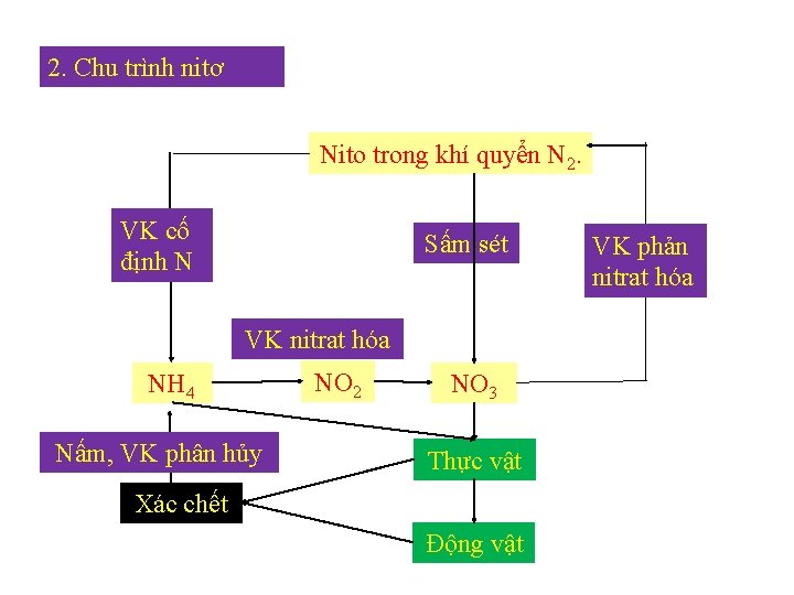 2. Chu trình nitơ Nito trong khí quyển N 2. VK cố định N