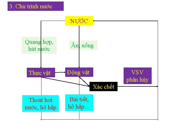 3. Chu trình nước NƯỚC Nước Quang hợp, hút nước Thực vật Ăn, uống