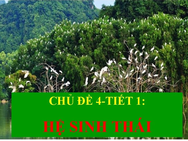 CHỦ ĐỀ 4 -TIẾT 1: HỆ SINH THÁI 