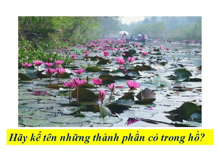 Hãy kể tên những thành phần có trong hồ? 