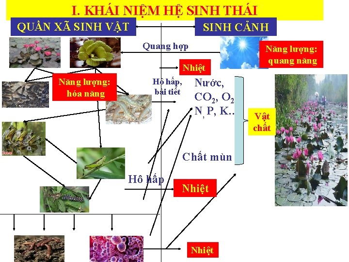 I. KHÁI NIỆM HỆ SINH THÁI QUẦN XÃ SINH VẬT SINH CẢNH Quang hợp