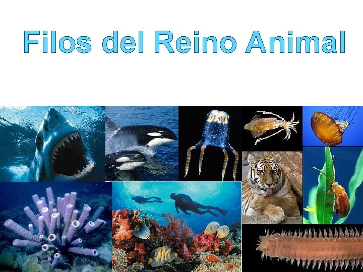 Filos del Reino Animal 