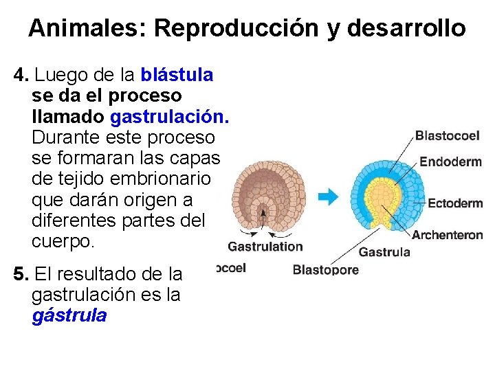 Animales: Reproducción y desarrollo 4. Luego de la blástula se da el proceso llamado