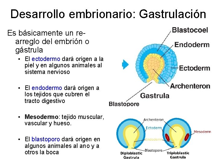 Desarrollo embrionario: Gastrulación Es básicamente un rearreglo del embrión o gástrula • El ectodermo