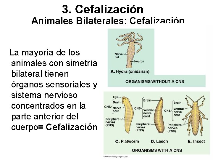 3. Cefalización Animales Bilaterales: Cefalización La mayoría de los animales con simetría bilateral tienen