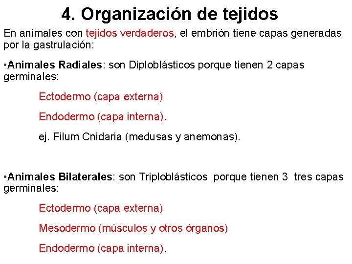 4. Organización de tejidos En animales con tejidos verdaderos, el embrión tiene capas generadas