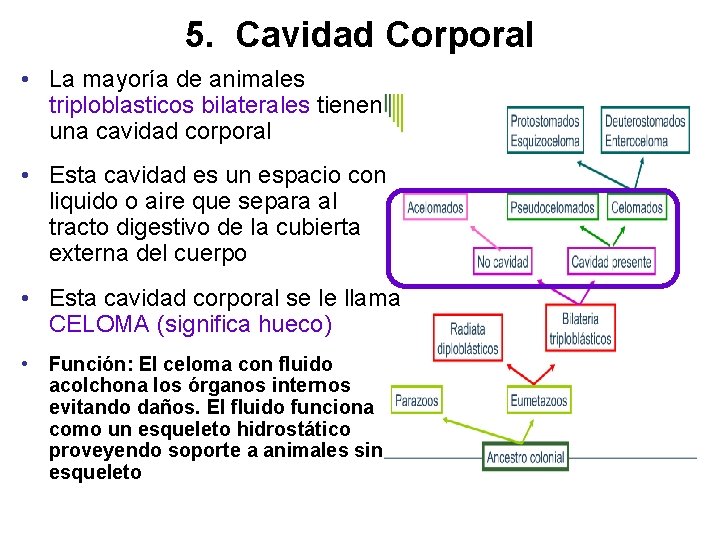 5. Cavidad Corporal • La mayoría de animales triploblasticos bilaterales tienen una cavidad corporal