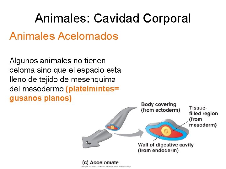 Animales: Cavidad Corporal Animales Acelomados Algunos animales no tienen celoma sino que el espacio