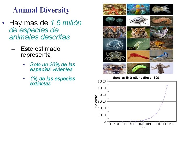 Animal Diversity • Hay mas de 1. 5 millón de especies de animales descritas