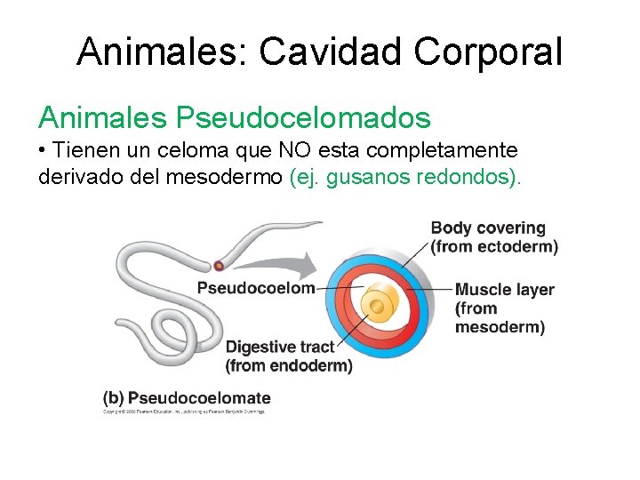 Animales: Cavidad Corporal Animales Pseudocelomados • Tienen un celoma que NO esta completamente derivado