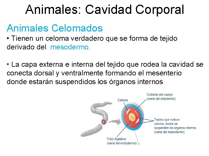 Animales: Cavidad Corporal Animales Celomados • Tienen un celoma verdadero que se forma de