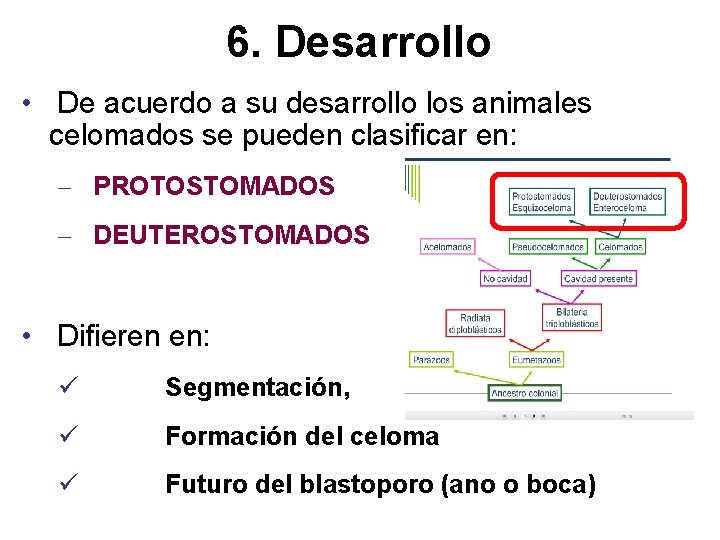 6. Desarrollo • De acuerdo a su desarrollo los animales celomados se pueden clasificar