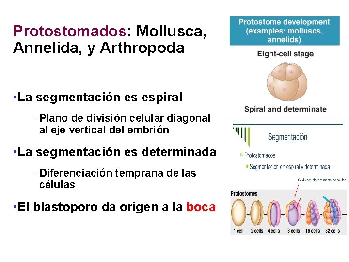 Protostomados: Mollusca, Annelida, y Arthropoda • La segmentación es espiral – Plano de división