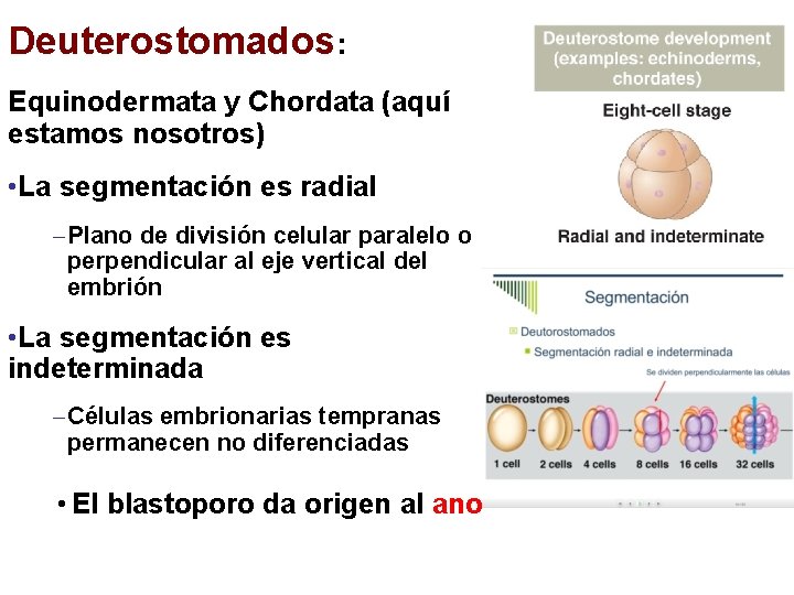Deuterostomados: Equinodermata y Chordata (aquí estamos nosotros) • La segmentación es radial – Plano