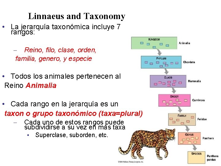 Linnaeus and Taxonomy • La jerarquía taxonómica incluye 7 rangos: – Reino, filo, clase,