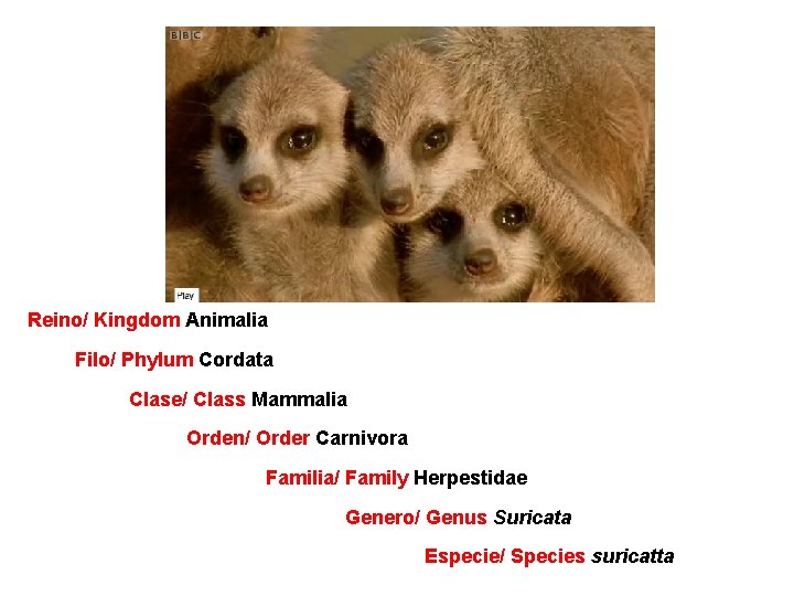 Reino/ Kingdom Animalia Filo/ Phylum Cordata Clase/ Class Mammalia Orden/ Order Carnivora Familia/ Family