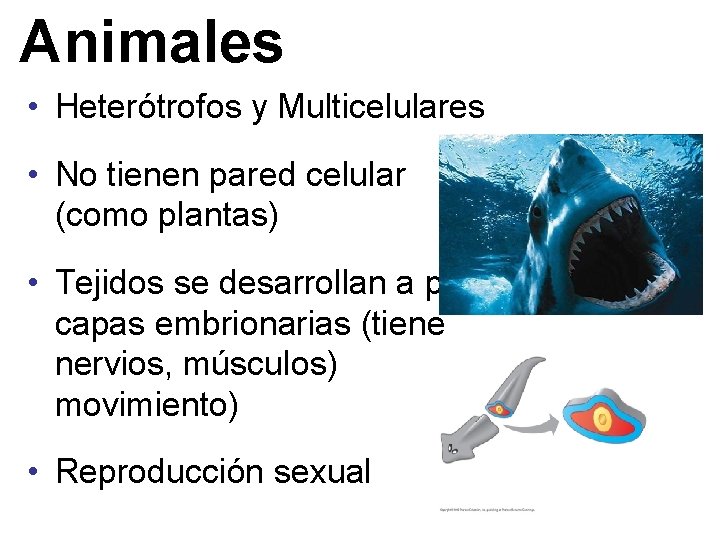 Animales • Heterótrofos y Multicelulares • No tienen pared celular (como plantas) • Tejidos