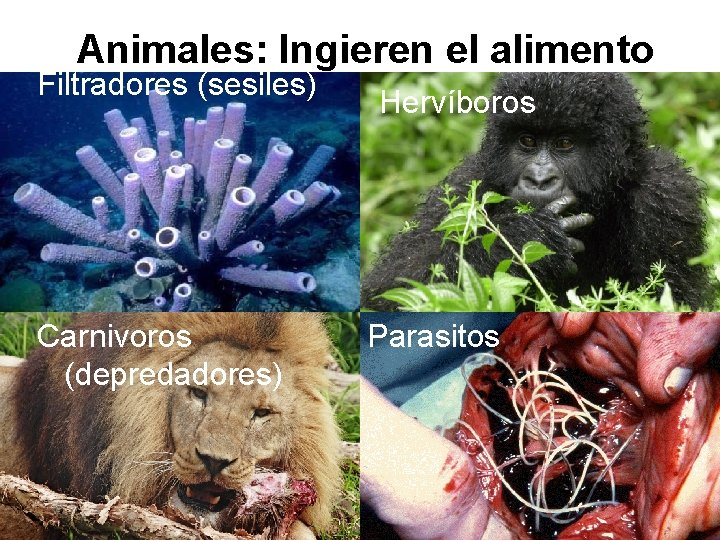 Animales: Ingieren el alimento Filtradores (sesiles) Carnivoros (depredadores) Hervíboros Parasitos 