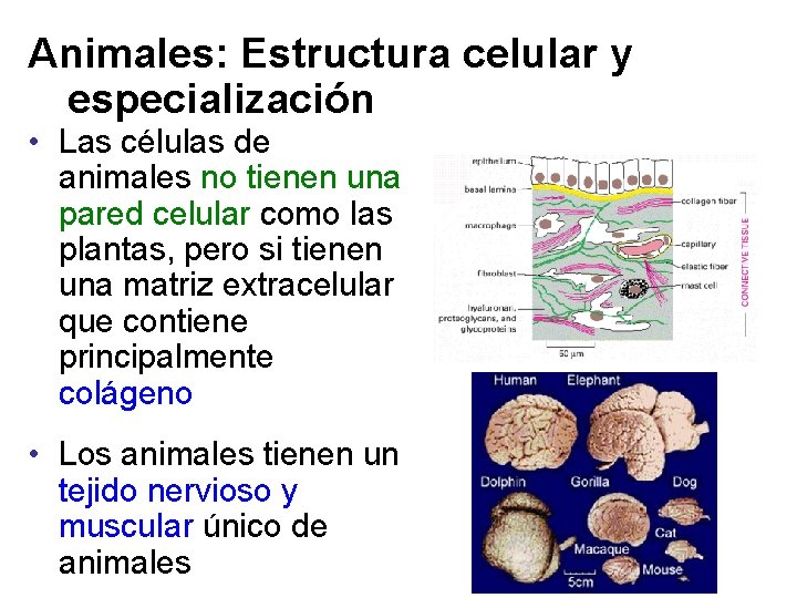 Animales: Estructura celular y especialización • Las células de animales no tienen una pared