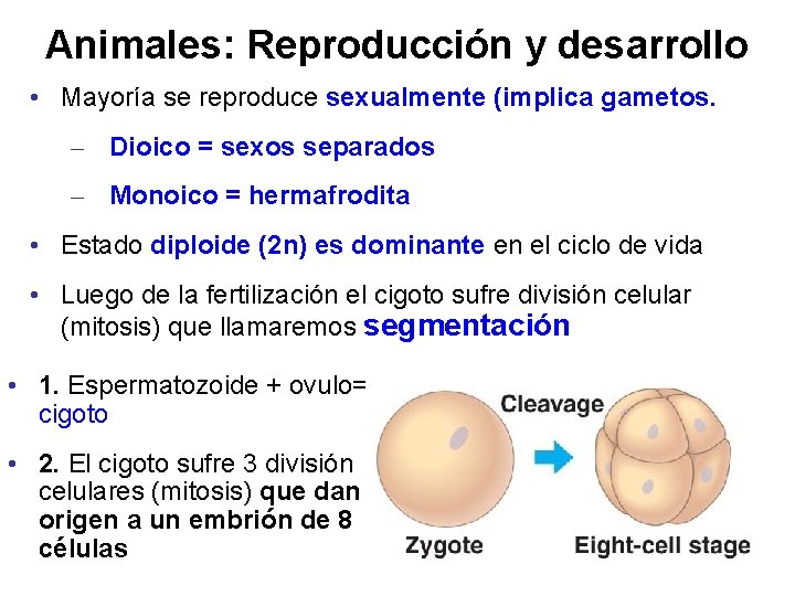 Animales: Reproducción y desarrollo • Mayoría se reproduce sexualmente (implica gametos. – Dioico =