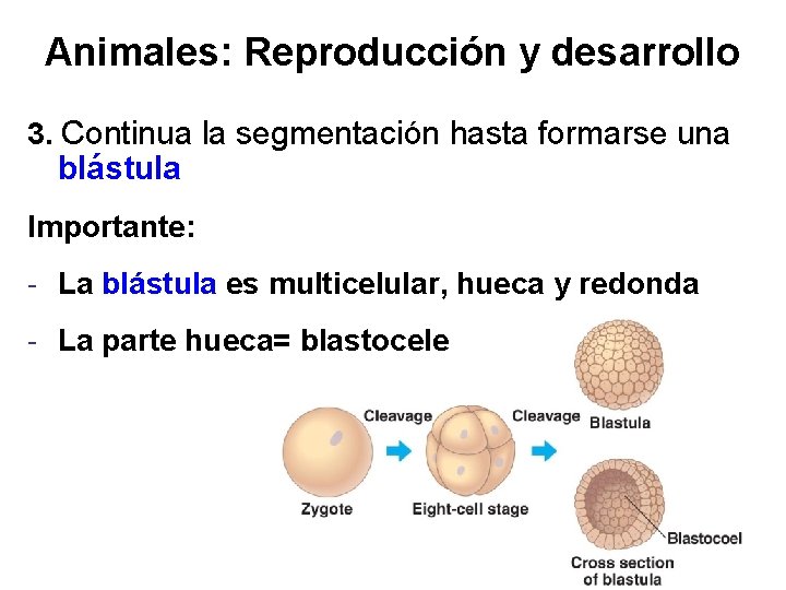 Animales: Reproducción y desarrollo 3. Continua la segmentación hasta formarse una blástula Importante: -