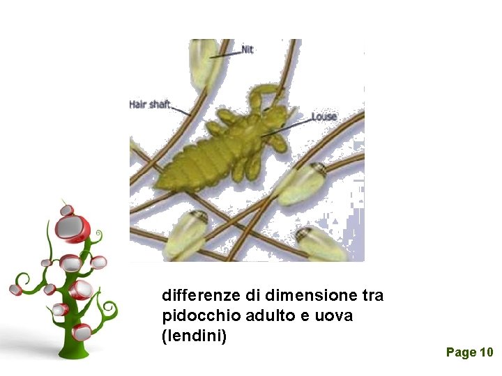 differenze di dimensione tra pidocchio adulto e uova Click here to download this powerpoint