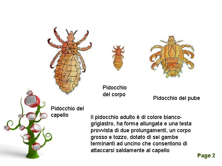 Pidocchio del corpo Pidocchio del pube Pidocchio del capello Il pidocchio adulto è di