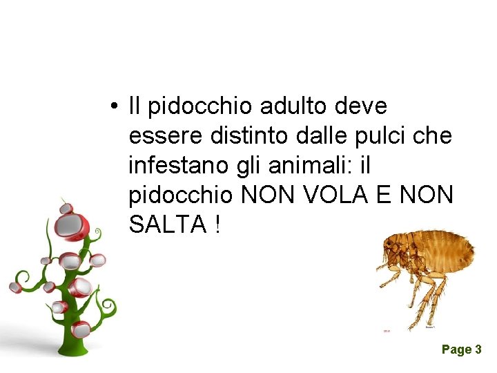  • Il pidocchio adulto deve essere distinto dalle pulci che infestano gli animali: