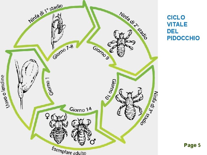 CICLO VITALE DEL PIDOCCHIO Click here to download this powerpoint template : A Tree