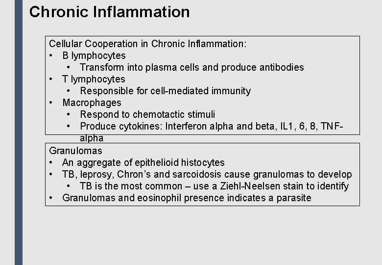 Chronic Inflammation Cellular Cooperation in Chronic Inflammation: • B lymphocytes • Transform into plasma