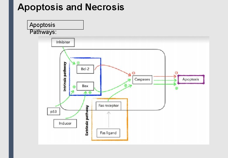 Apoptosis and Necrosis Apoptosis Pathways: 