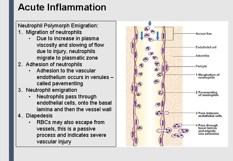 Acute Inflammation Neutrophil Polymorph Emigration: 1. Migration of neutrophils • Due to increase in