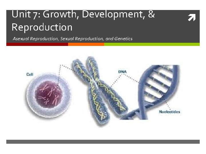 Unit 7: Growth, Development, & Reproduction Asexual Reproduction, Sexual Reproduction, and Genetics 