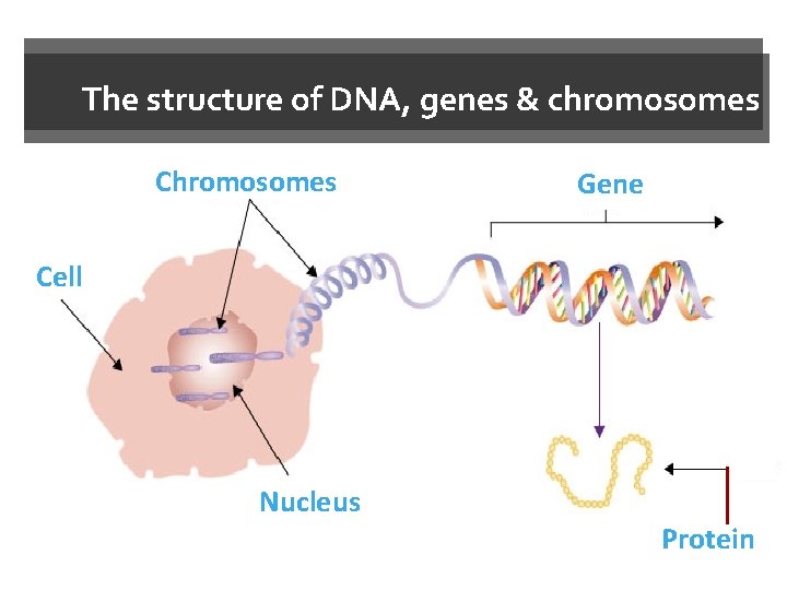 The structure of DNA, genes & chromosomes Chromosomes Gene Cell Nucleus Protein 