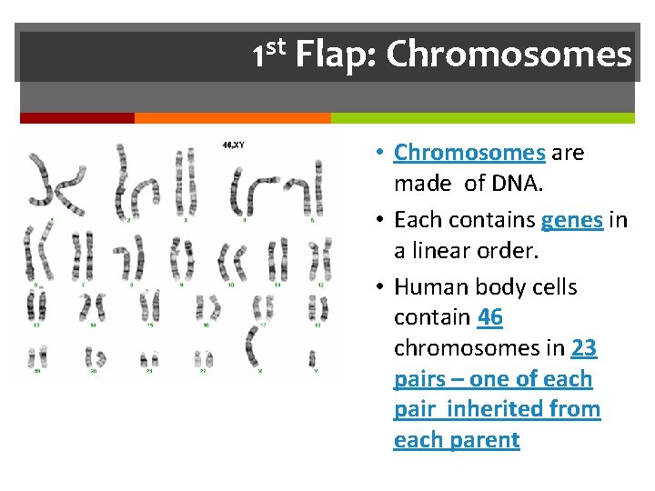 st 1 Flap: Chromosomes • Chromosomes are made of DNA. • Each contains genes