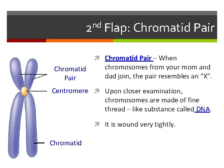 2 nd Flap: Chromatid Pair – When Chromatid Pair chromosomes from your mom and