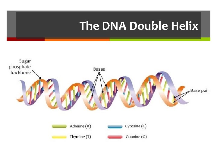 The DNA Double Helix 