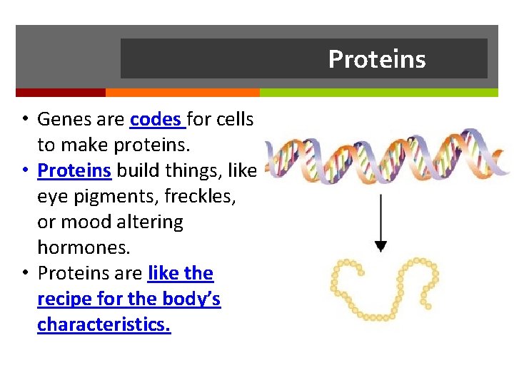 Proteins • Genes are codes for cells to make proteins. • Proteins build things,