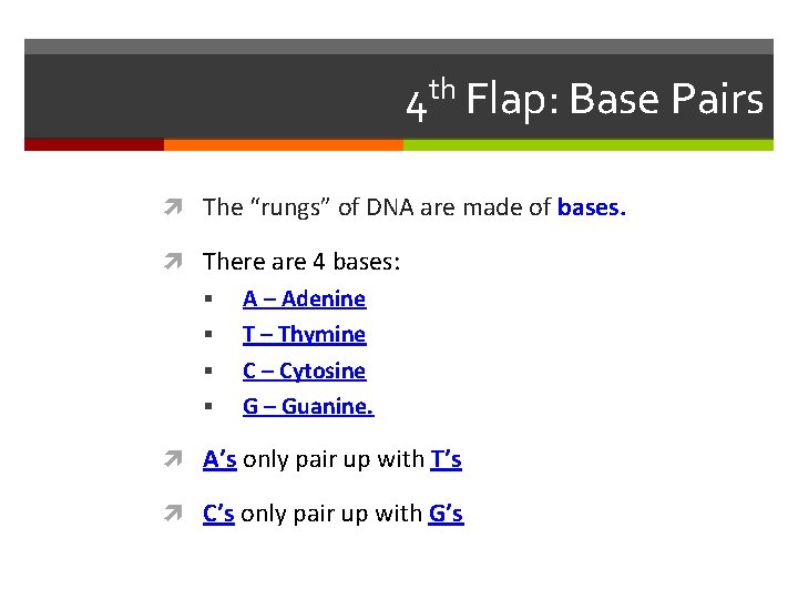 4 th Flap: Base Pairs The “rungs” of DNA are made of bases. There