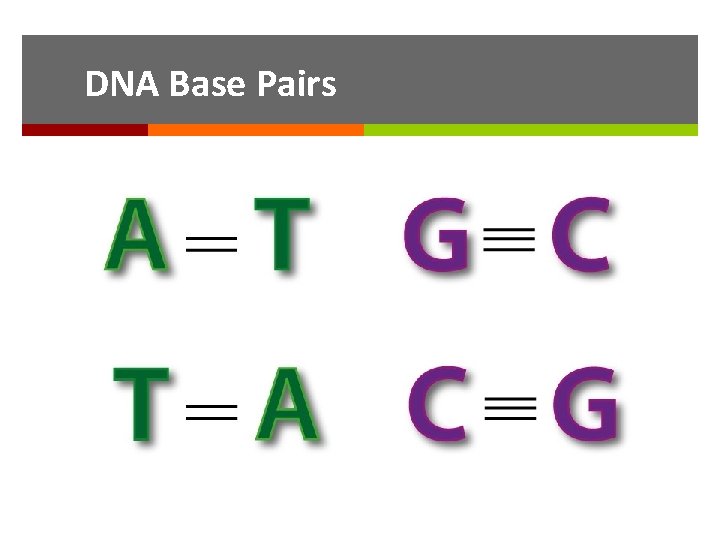 DNA Base Pairs 