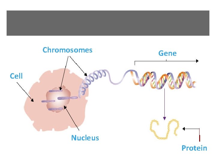 Chromosomes Gene Cell Nucleus Protein 