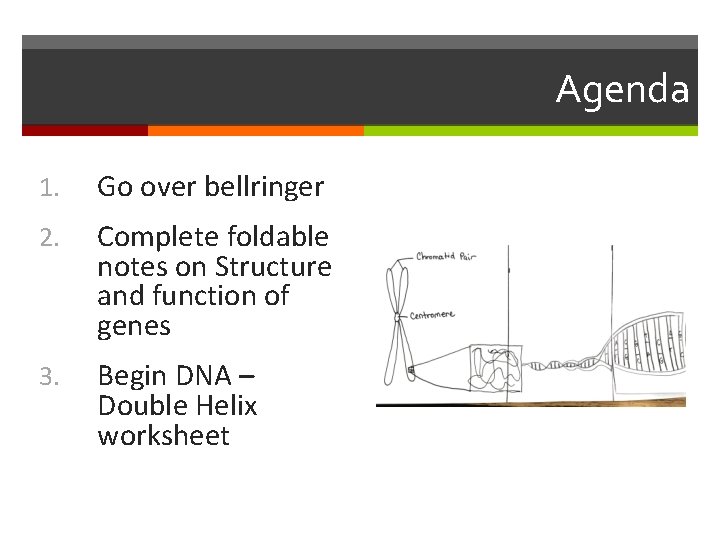 Agenda 1. Go over bellringer 2. Complete foldable notes on Structure and function of