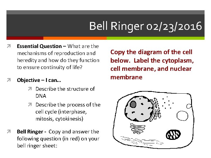 Bell Ringer 02/23/2016 Essential Question – What are the mechanisms of reproduction and heredity