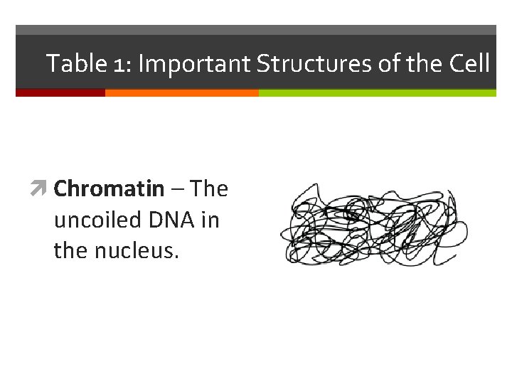Table 1: Important Structures of the Cell Chromatin – The uncoiled DNA in the
