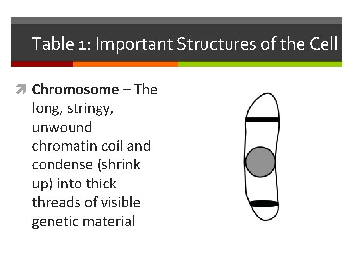 Table 1: Important Structures of the Cell Chromosome – The long, stringy, unwound chromatin