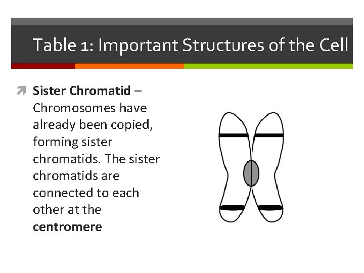 Table 1: Important Structures of the Cell Sister Chromatid – Chromosomes have already been