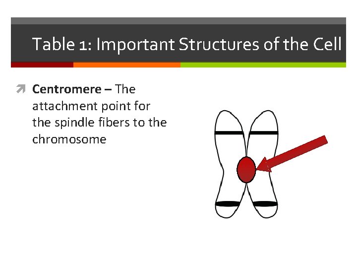 Table 1: Important Structures of the Cell Centromere – The attachment point for the
