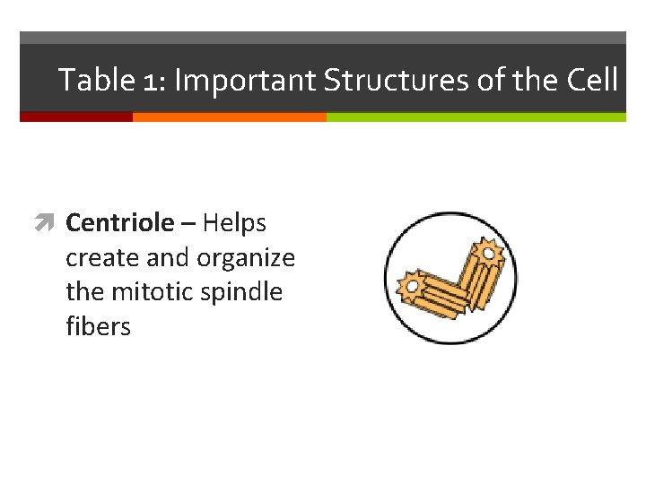 Table 1: Important Structures of the Cell Centriole – Helps create and organize the